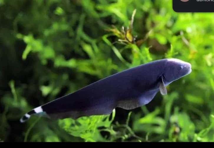 African Knifefish
