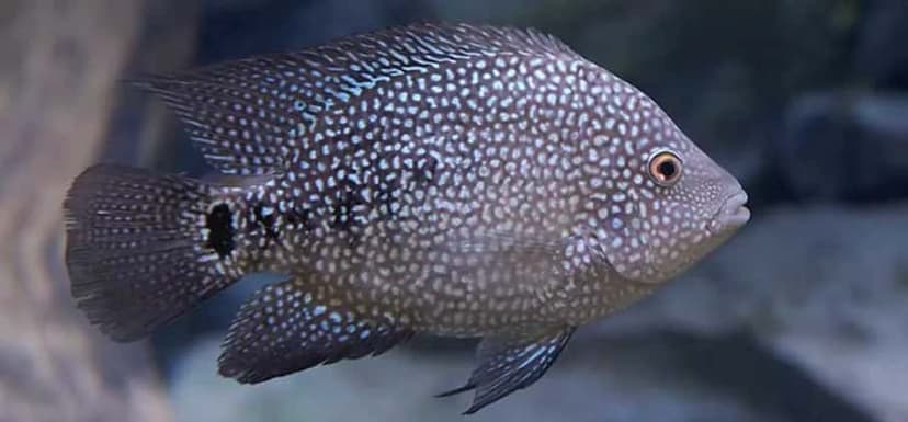 Texas Cichlid