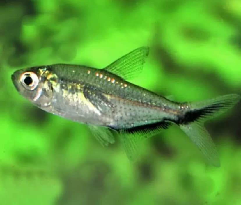 Blackline Tetra
