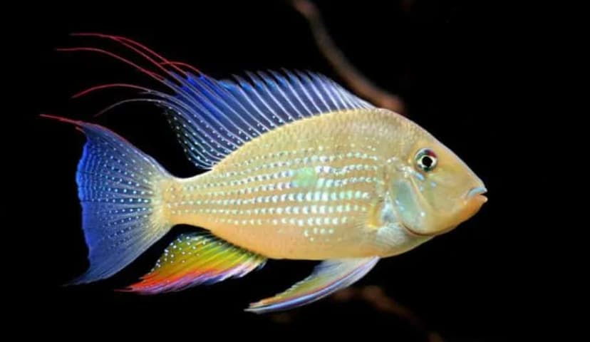 Threadfin Acara