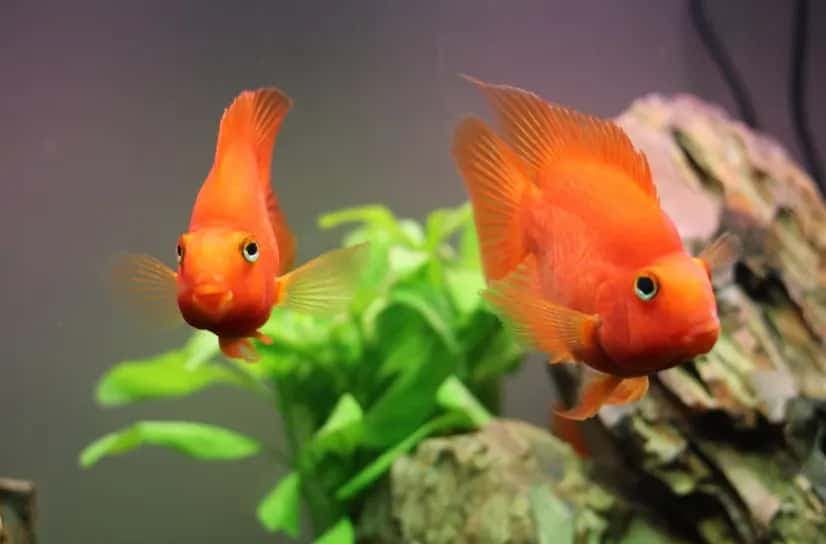 Blood Red Parrot Cichlid