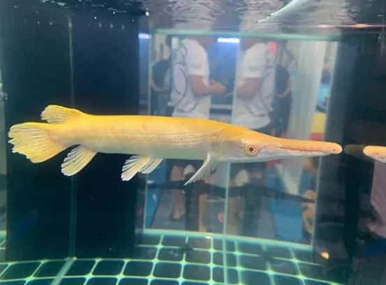 Golden Alligator Gar