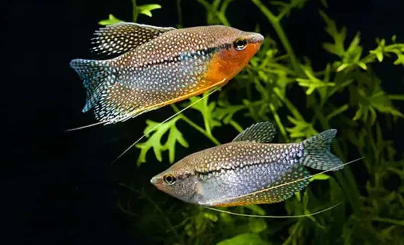 Pearl Gourami