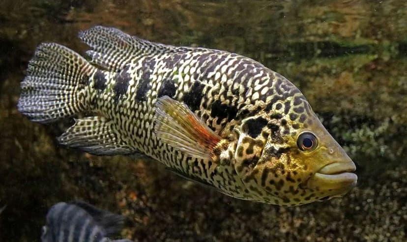 Jaguar Cichlid