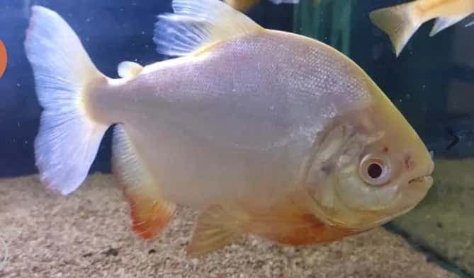 Albino Pacu