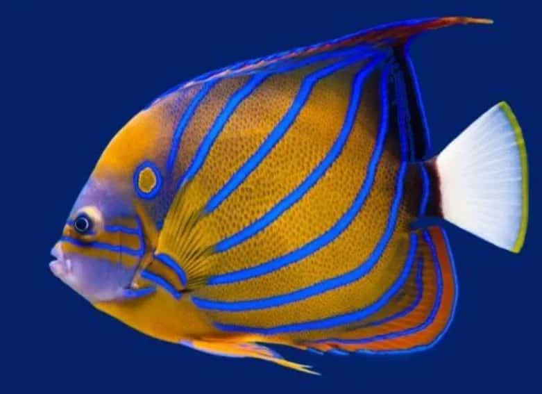 Blue Ring Angelfish