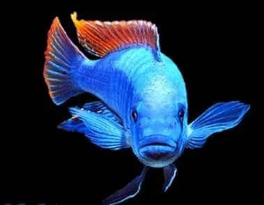 Electric Blue Hap Cichlid