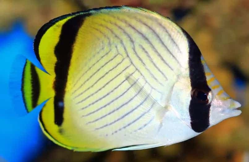 Vagabond Butterflyfish
