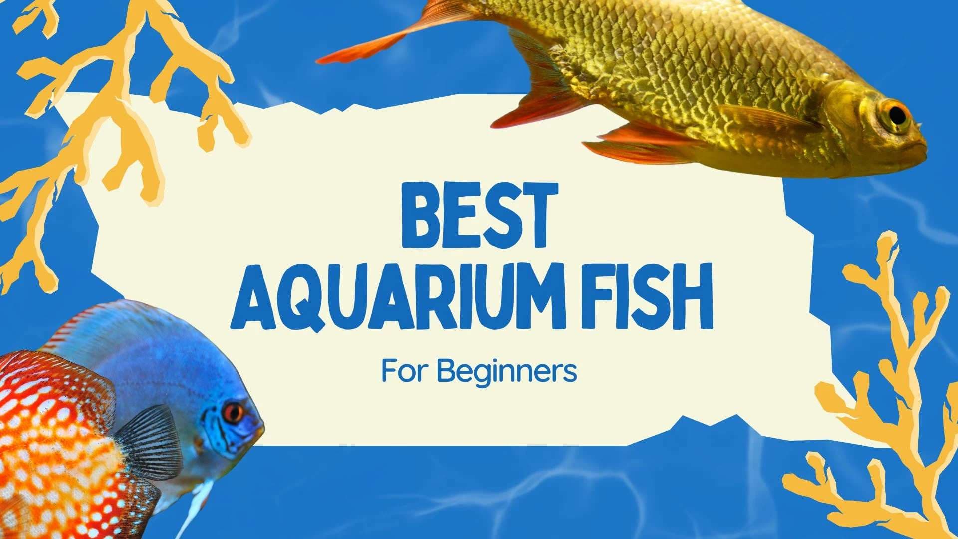 Best Aquarium Fish for Beginners: Top Easy Choices