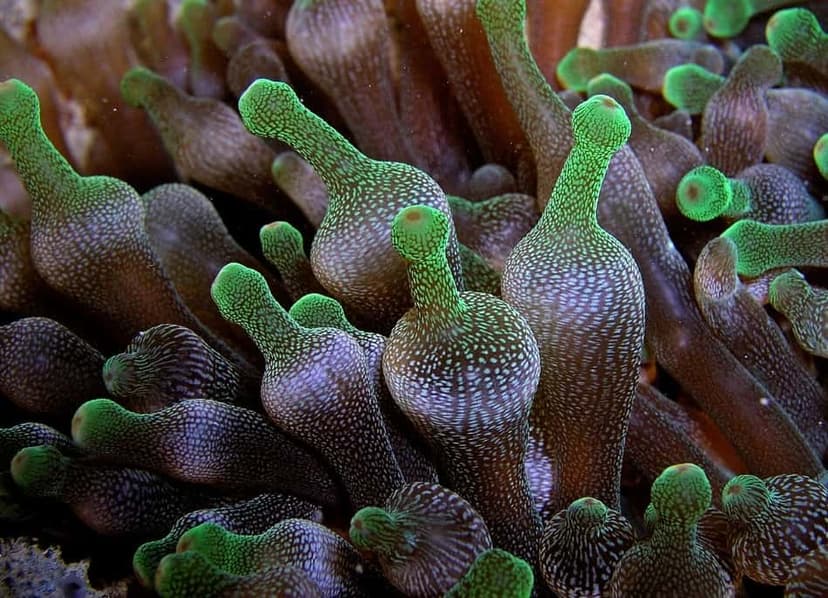 Green Bubble Tip Anemone