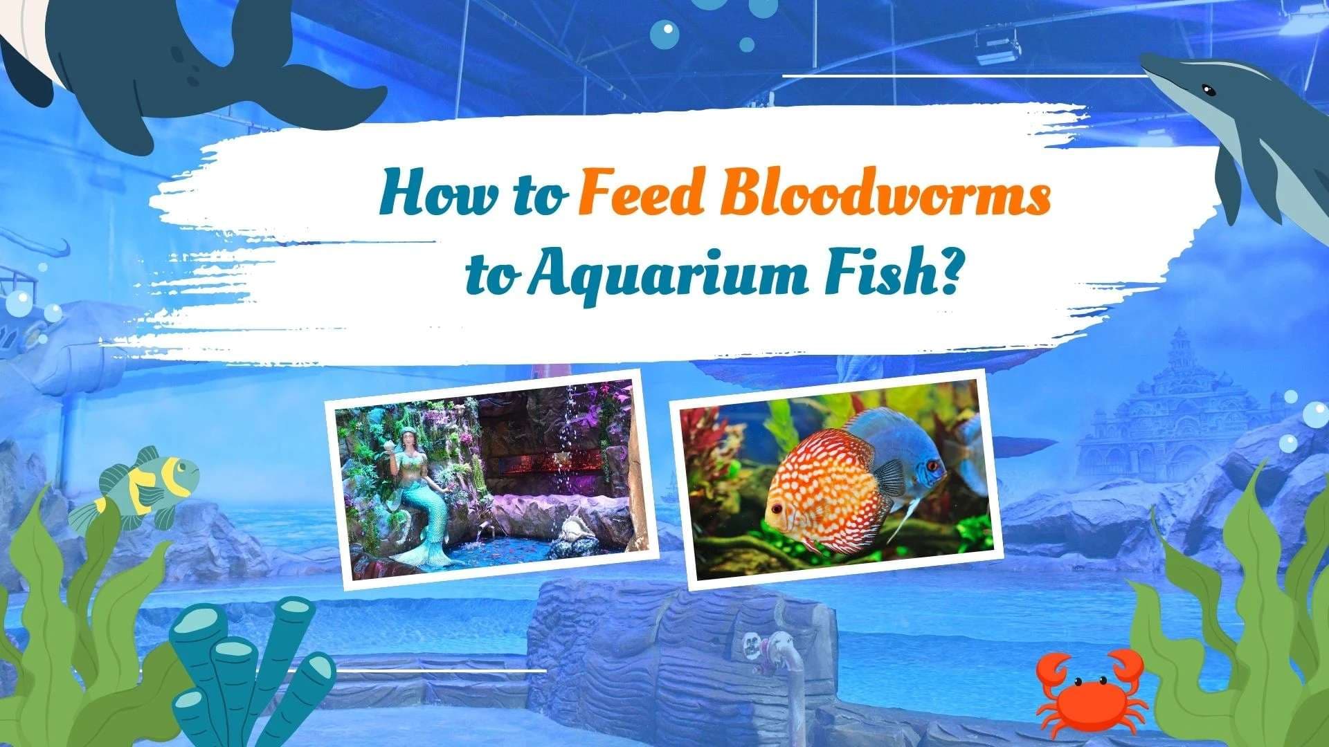 How to Feed Bloodworms to Aquarium Fish?