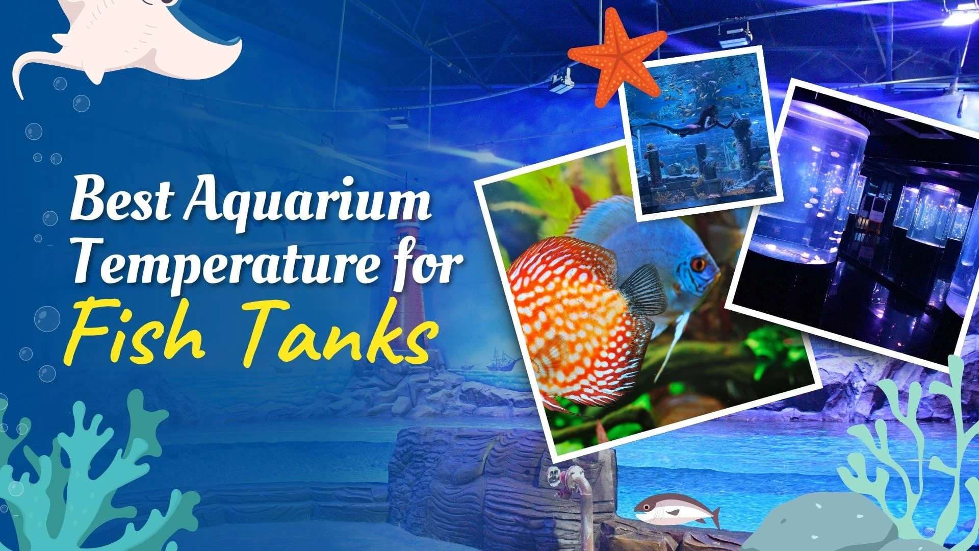 Best Aquarium Temperature for Fish Tanks