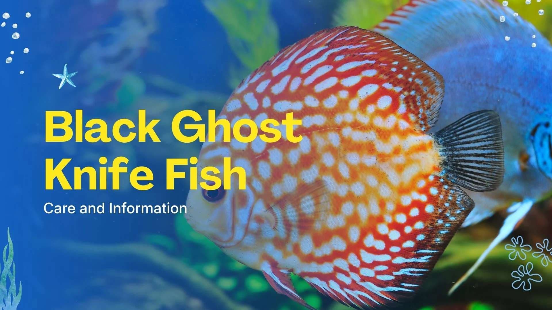 Black Ghost Knife Fish: Care and Information Guide 2026