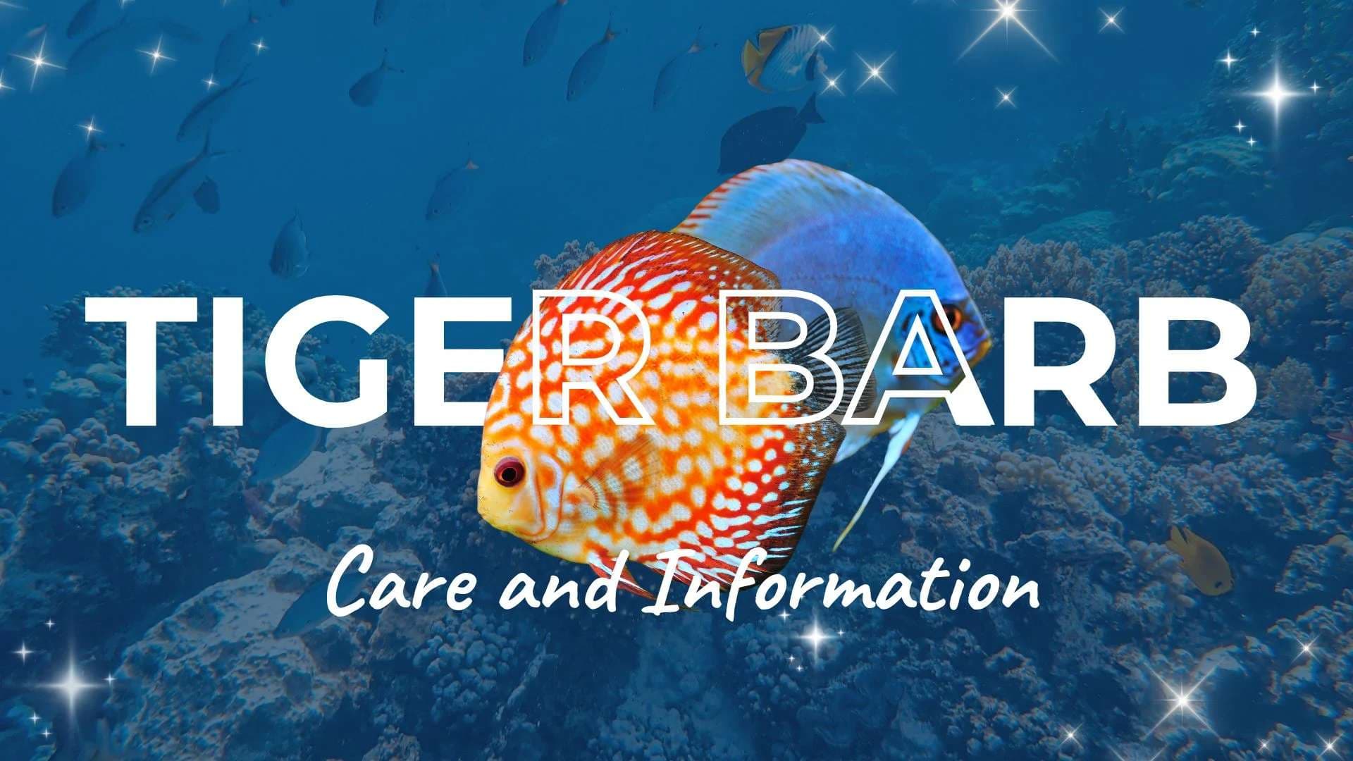 Tiger Barb: Care and Information Guide 2026