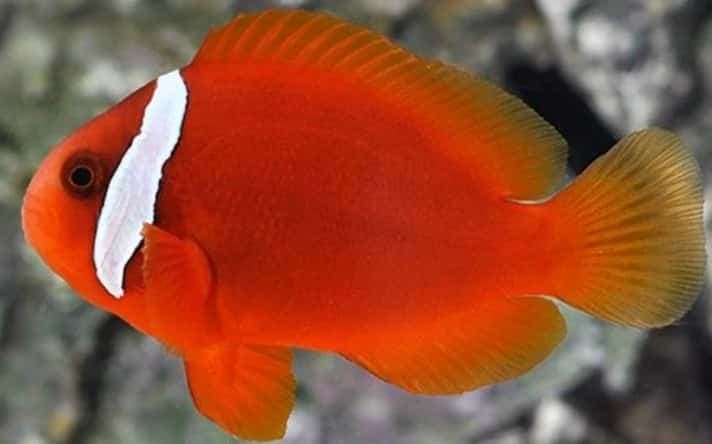 Tomato Clownfish
