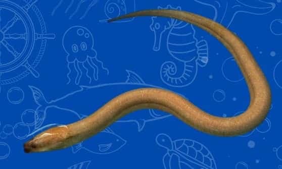Golden Swamp Eel
