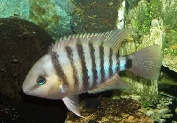 Cutter’s Cichlid