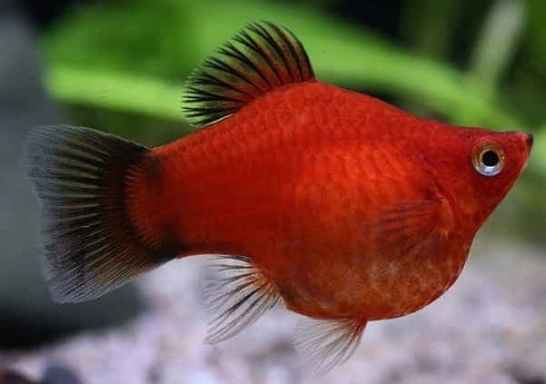 Red Balloon Platy