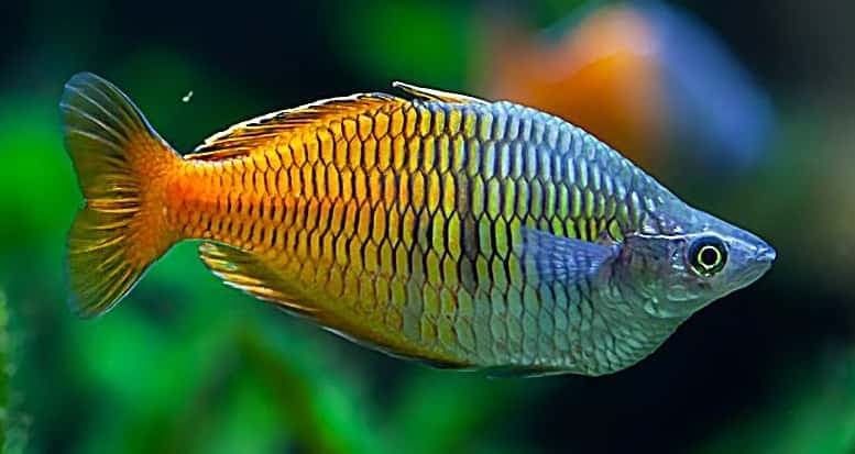 Boeseman’s Rainbowfish
