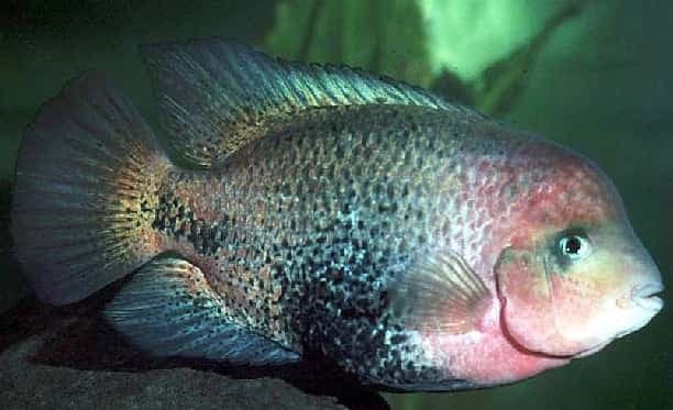 Redhead Cichlid