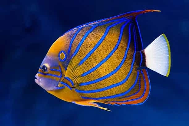 Blue Ring Angelfish