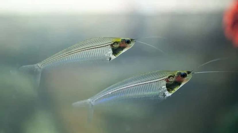 Glass Catfish