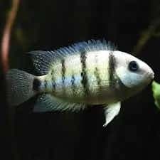 Cutter’s Cichlid
