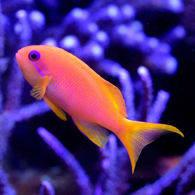 Pink Anthias