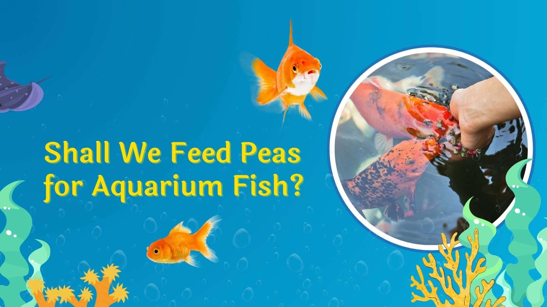 Shall We Feed Peas for Aquarium Fish? A Guide for Aquarists in 2026