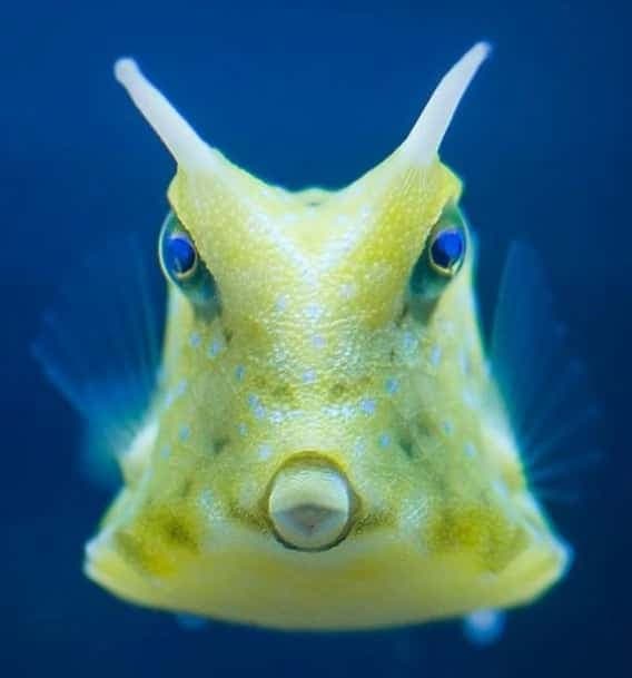 Longhorn Cowfish