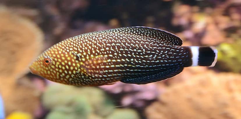 Lined Wrasse