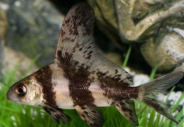 High-Fin Banded Shark (Chinese High-Fin Banded Shark)