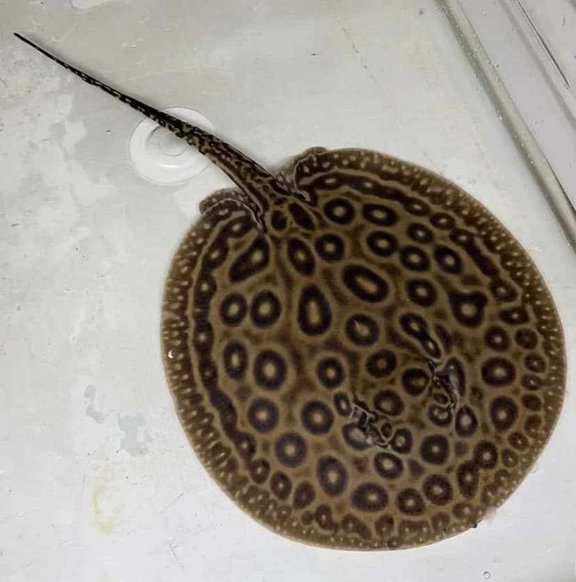 Freshwater Stingray