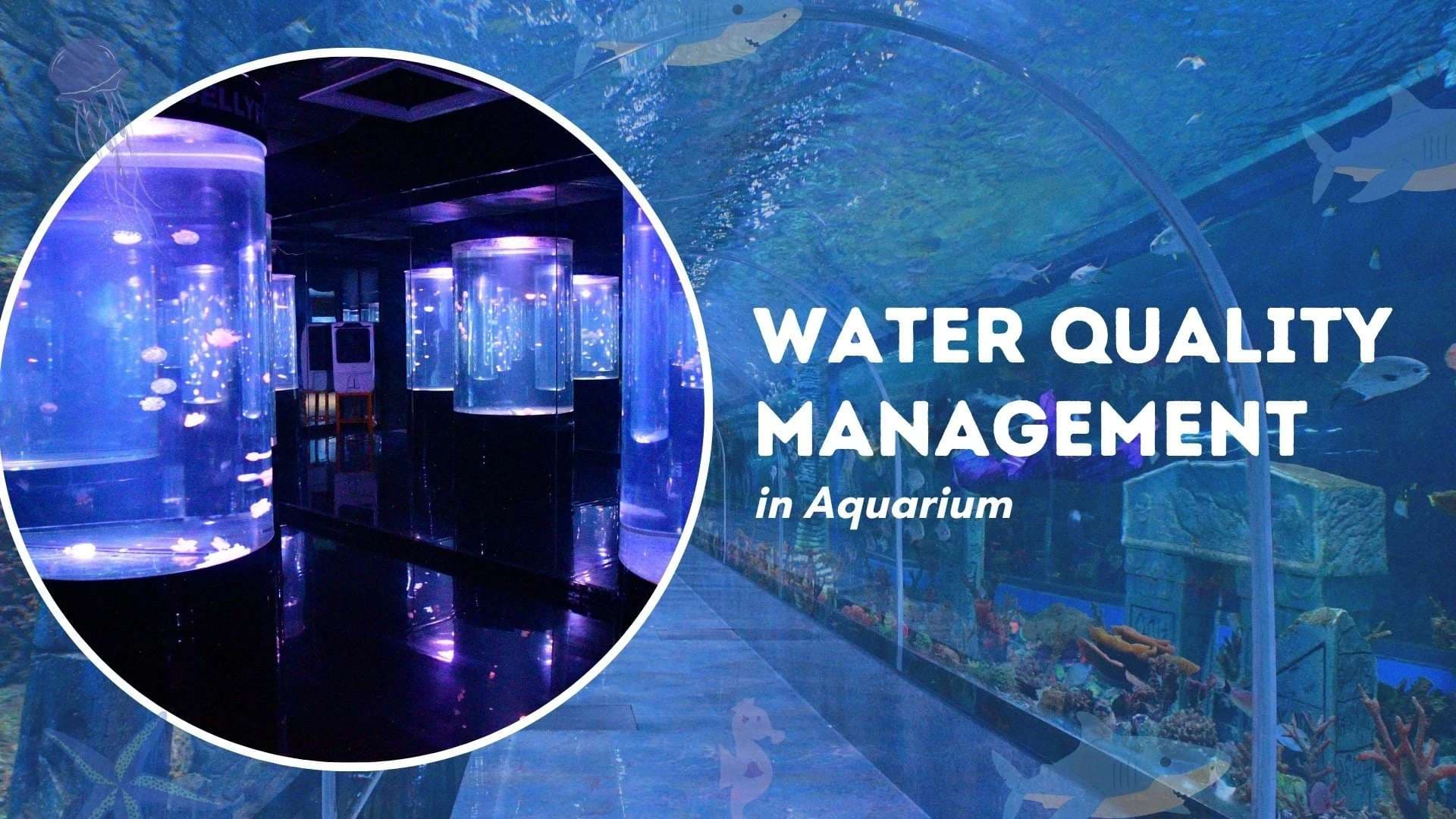 Water Quality Management in Aquarium: Clean Water Secrets (2026)