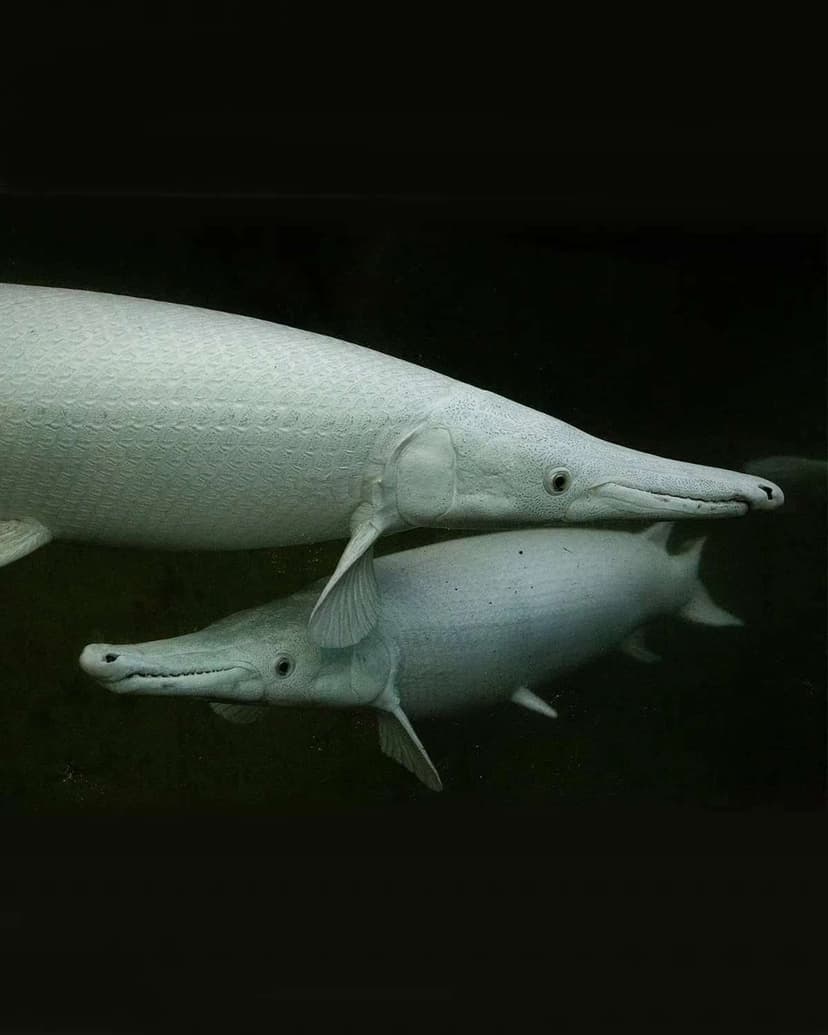 Platinum Alligator Gar