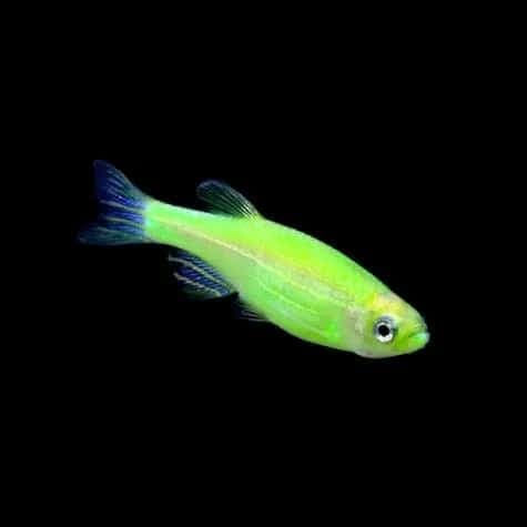 Green Veiltail Zebra Fish