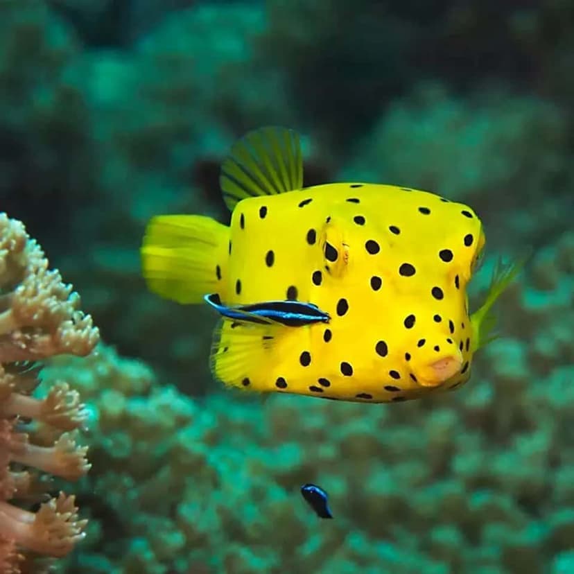 Spiny Box Puffer