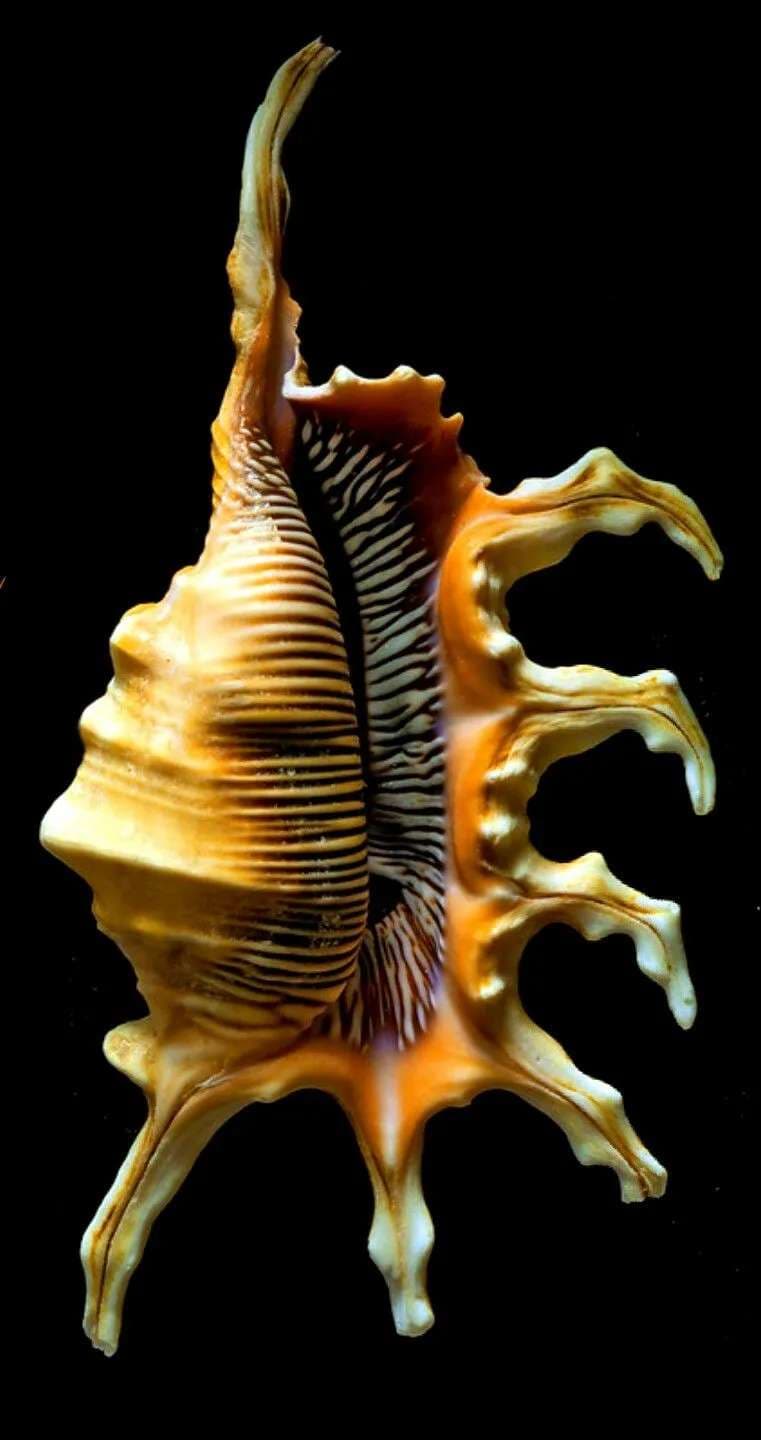 Scorpion Spider Conch