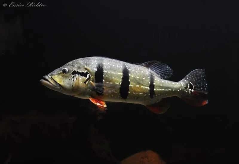 Cichla temensis