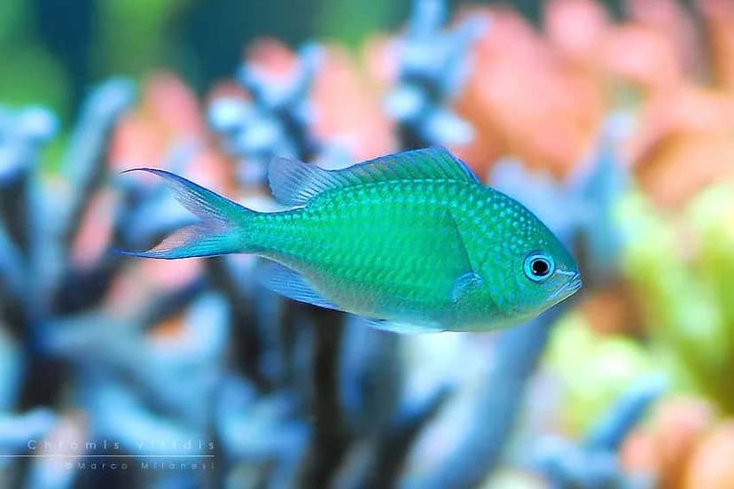 Blue-Green Chromis