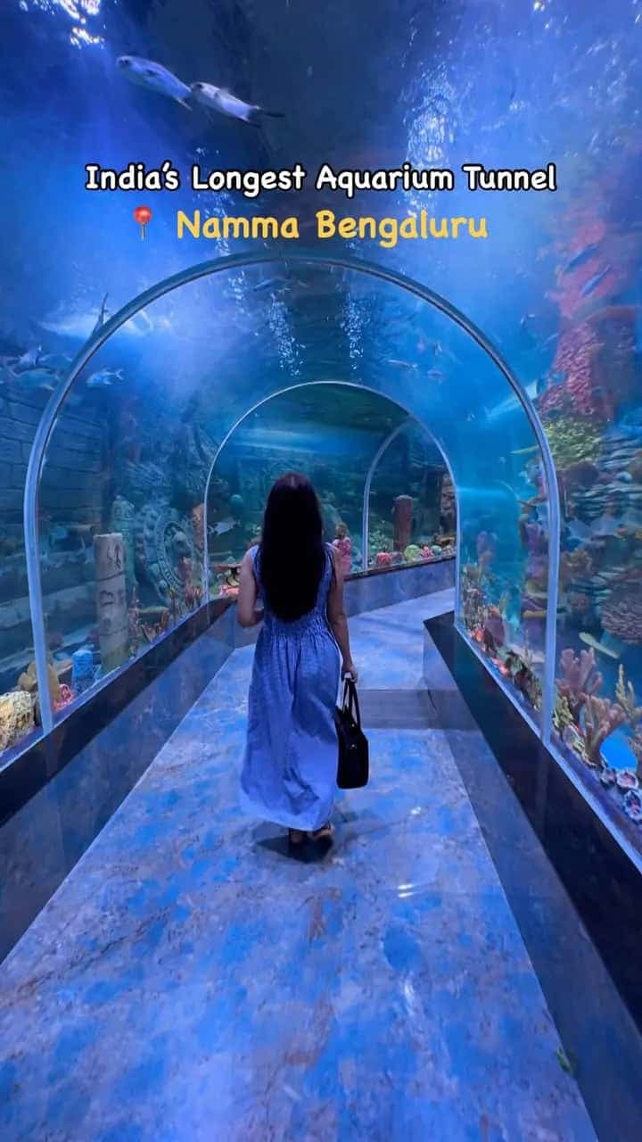 Underwater Mermaid Show