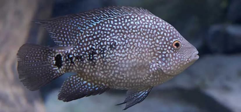 Texas Cichlid