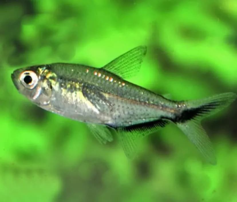 Blackline Tetra