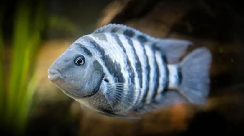 Zebra Cichlid