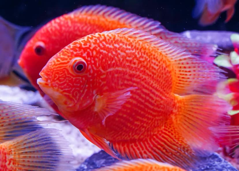 Red Spotted Severum Cichlid