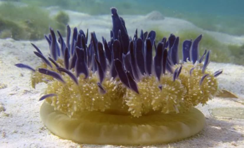 Upside-down Jellyfish