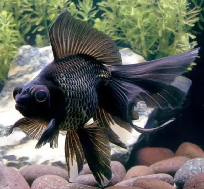 Black Goldfish (Black Moor)