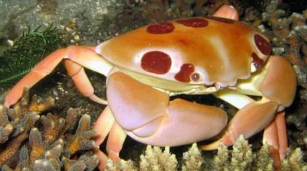 Spotted Reef Crab