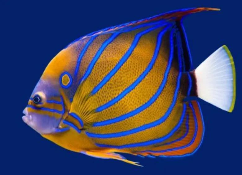 Blue Ring Angelfish