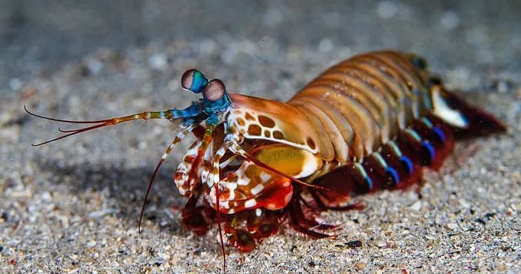 Mantis Shrimp